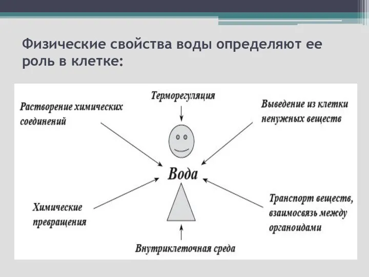 Физические свойства воды определяют ее роль в клетке: