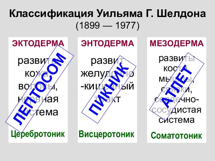 Классификация Уильяма Г. Шелдона (1899 — 1977) ЭКТОДЕРМА развиты кожа, волосы, нервная