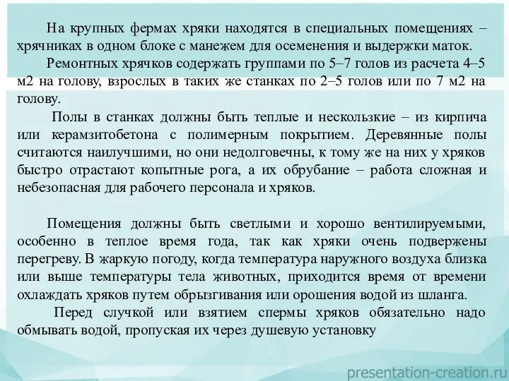 На крупных фермах хряки находятся в специальных помещениях – хрячниках в одном