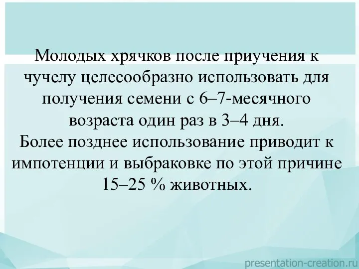 Молодых хрячков после приучения к чучелу целесообразно использовать для получения семени с