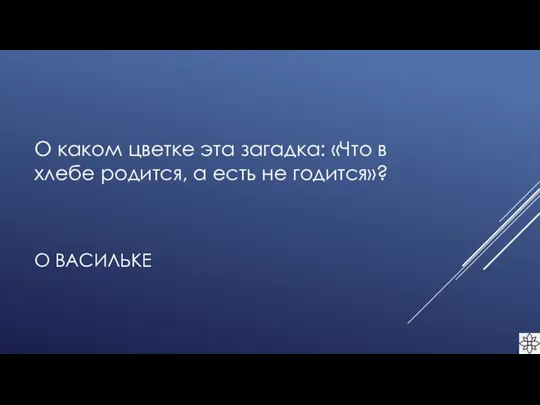 О ВАСИЛЬКЕ О каком цветке эта загадка: «Что в хлебе родится, а есть не годится»?