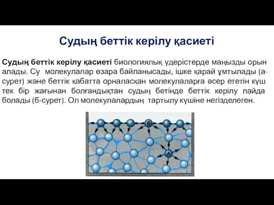 Судың беттік керілу қасиеті Судың беттік керілу қасиеті биологиялық үдерістерде маңызды орын