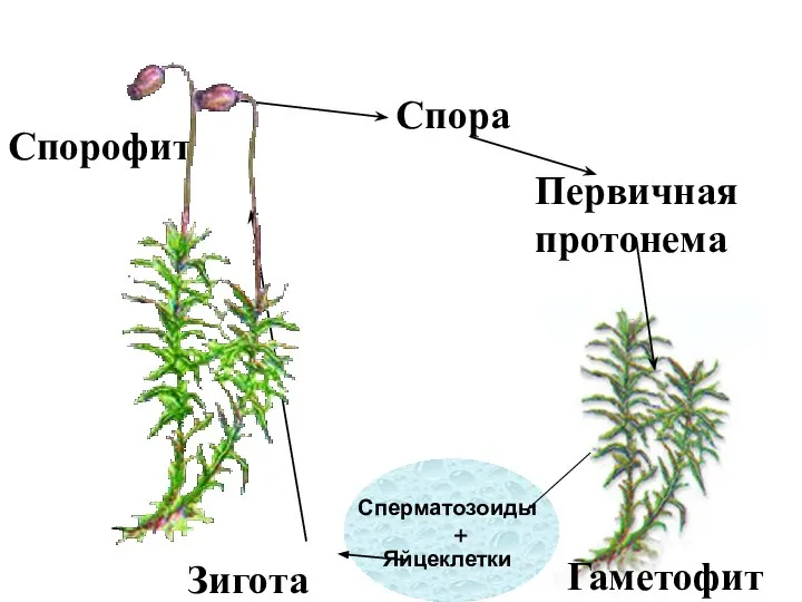 Спора Первичная протонема Спорофит Гаметофит Сперматозоиды Яйцеклетки + Зигота