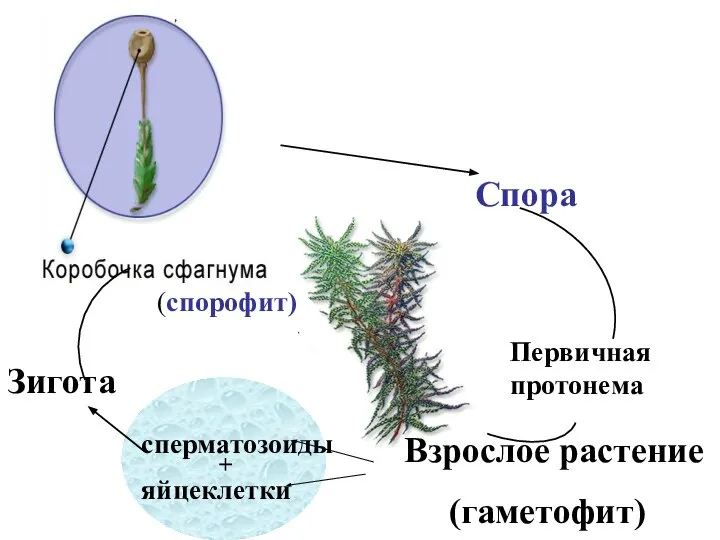 (спорофит) Спора Первичная протонема Взрослое растение (гаметофит) сперматозоиды яйцеклетки + Зигота