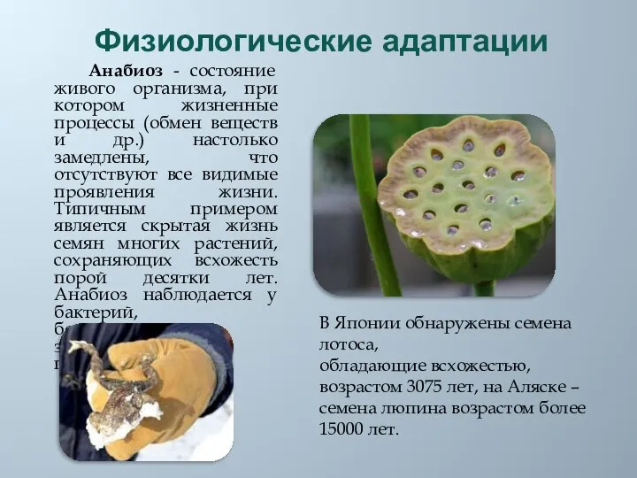 Физиологические адаптации Анабиоз - состояние живого организма, при котором жизненные процессы (обмен