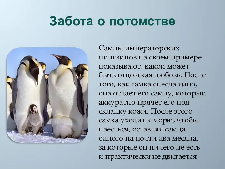 Забота о потомстве Самцы императорских пингвинов на своем примере показывают, какой может