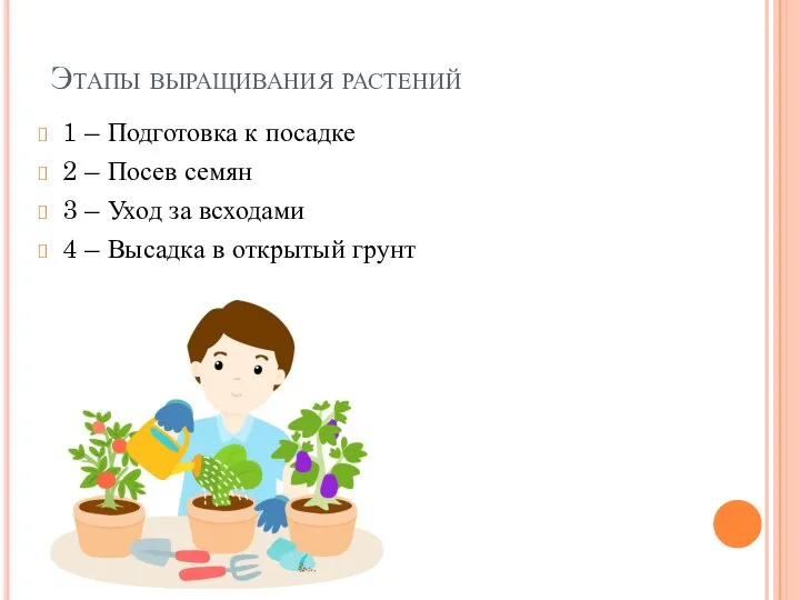 Этапы выращивания растений 1 – Подготовка к посадке 2 – Посев семян