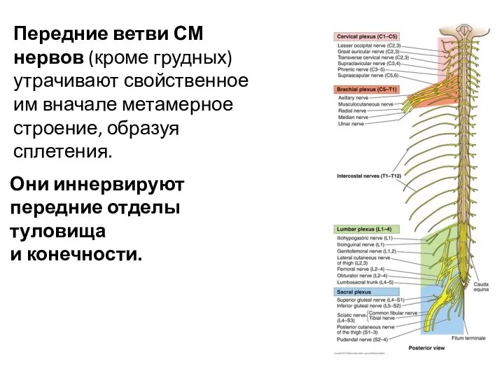 Передние ветви СМ нервов (кроме грудных) утрачивают свойственное им вначале метамерное строение,