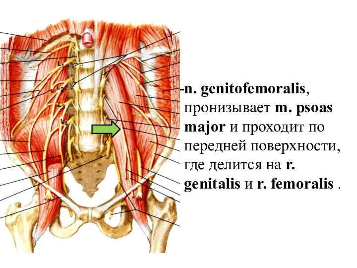 n. genitofemoralis, пронизывает m. psoas major и проходит по передней поверхности, где