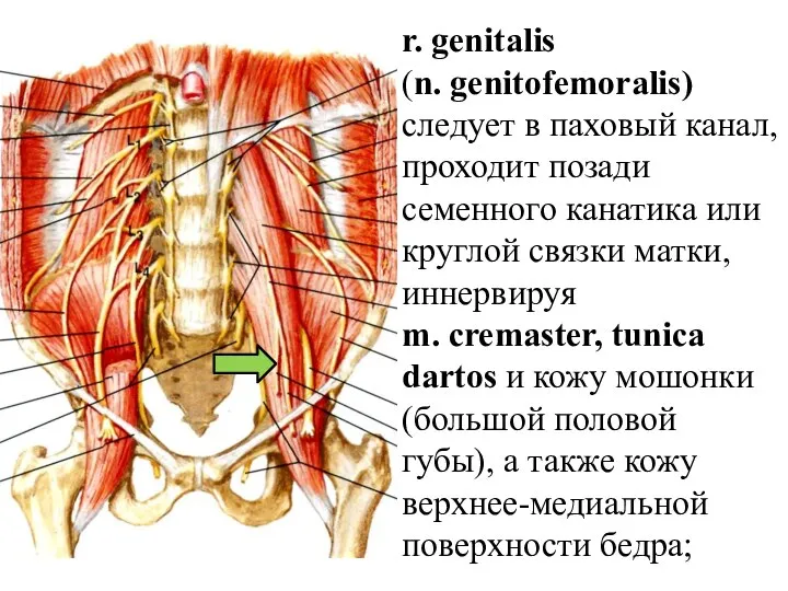 r. genitalis (n. genitofemoralis) следует в паховый канал, проходит позади семенного канатика