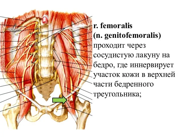 r. femoralis (n. genitofemoralis) проходит через сосудистую лакуну на бедро, где иннервирует