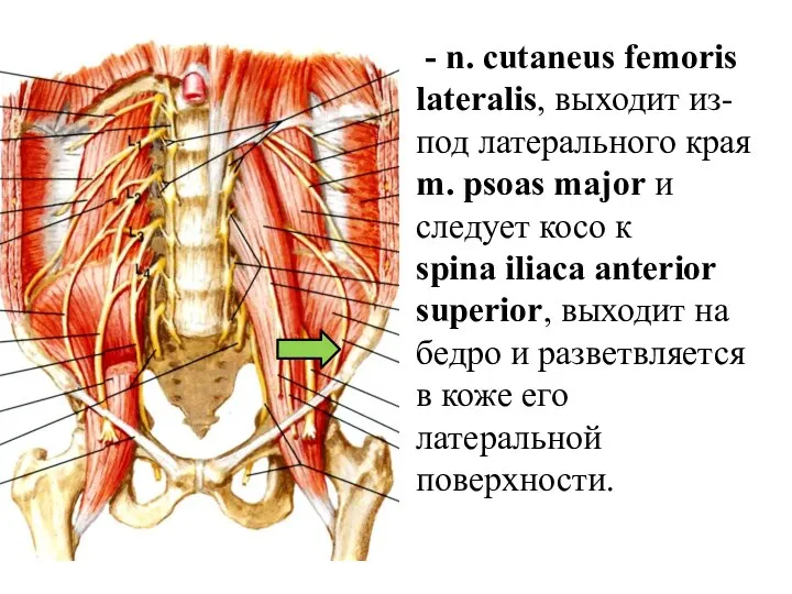 - n. cutaneus femoris lateralis, выходит из-под латерального края m. psoas major