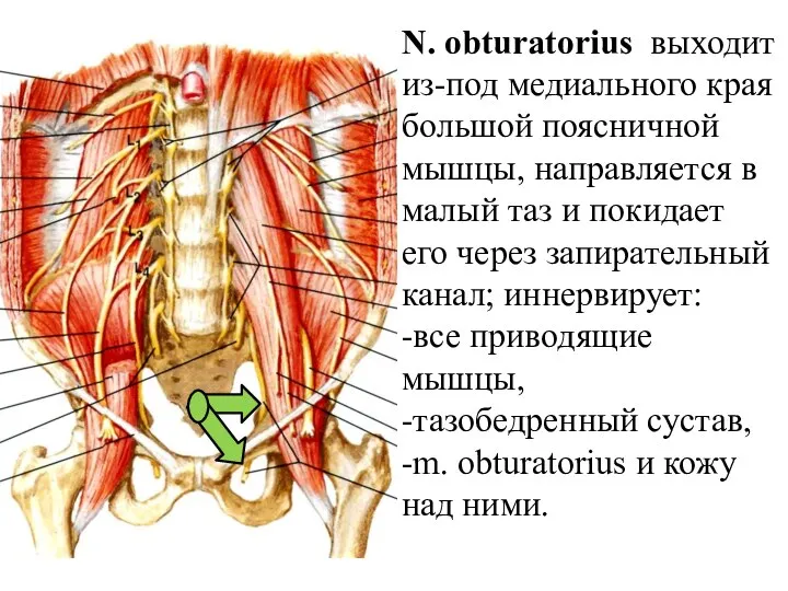 N. obturatorius выходит из-под медиального края большой поясничной мышцы, направляется в малый