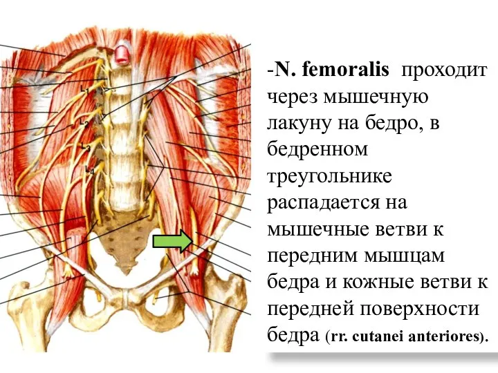 -N. femoralis проходит через мышечную лакуну на бедро, в бедренном треугольнике распадается