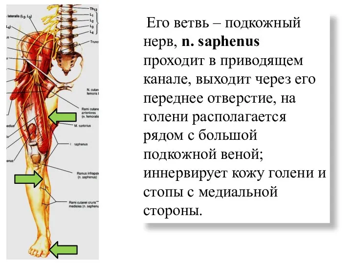 Его ветвь – подкожный нерв, n. saphenus проходит в приводящем канале, выходит