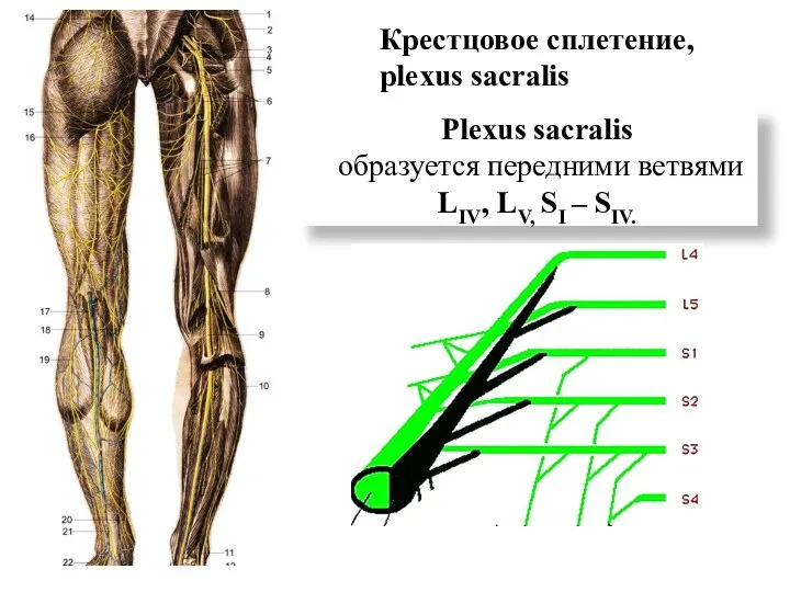 Plexus sacralis образуется передними ветвями LIV, LV, SI – SIV. Крестцовое сплетение, plexus sacralis