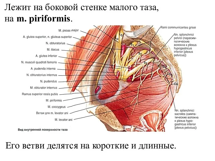 Лежит на боковой стенке малого таза, на m. рiriformis. Его ветви делятся на короткие и длинные.