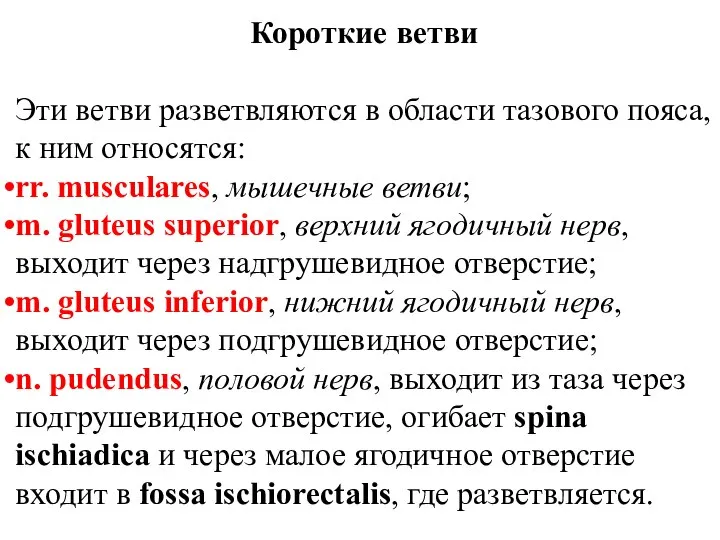 Короткие ветви Эти ветви разветвляются в области тазового пояса, к ним относятся: