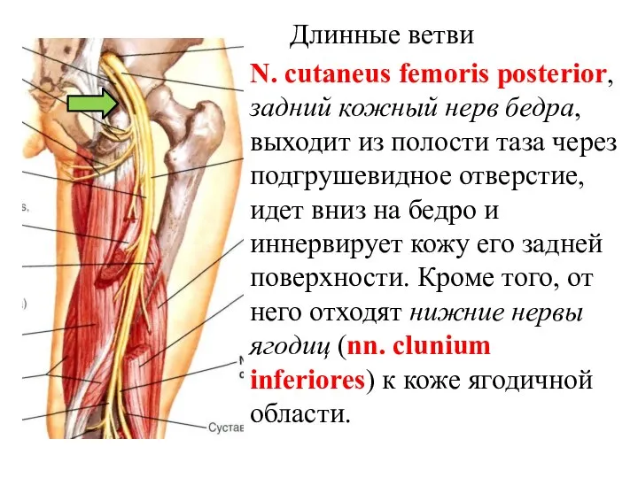 N. cutaneus femoris posterior, задний кожный нерв бедра, выходит из полости таза