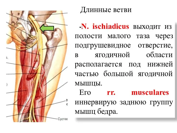 Длинные ветви -N. ischiadicus выходит из полости малого таза через подгрушевидное отверстие,