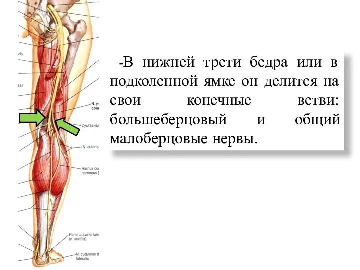 -В нижней трети бедра или в подколенной ямке он делится на свои