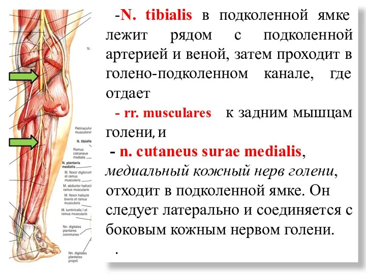 -N. tibialis в подколенной ямке лежит рядом с подколенной артерией и веной,