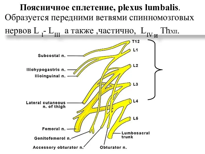 Образуется передними ветвями спинномозговых нервов L I- LIII а также ,частично, LIV