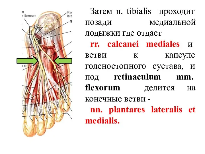 Затем n. tibialis проходит позади медиальной лодыжки где отдает rr. calcanei mediales