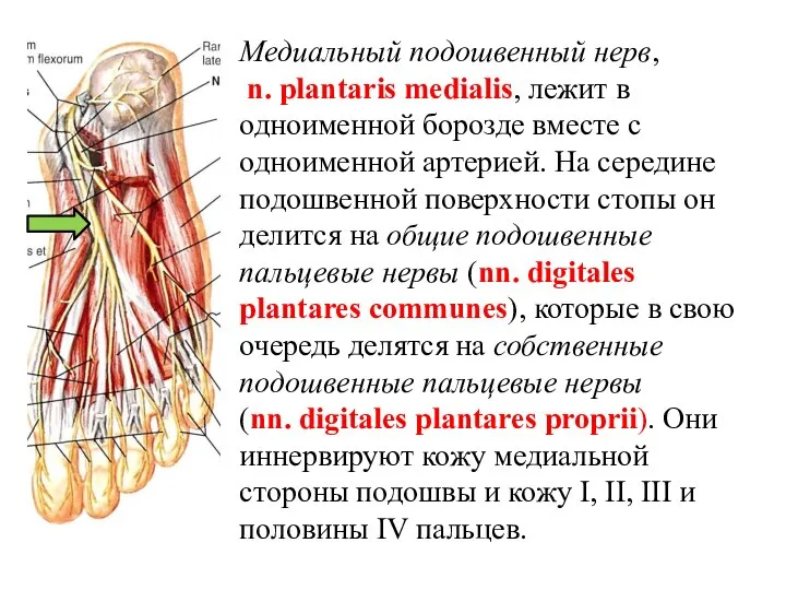 Медиальный подошвенный нерв, n. plantaris medialis, лежит в одноименной борозде вместе с