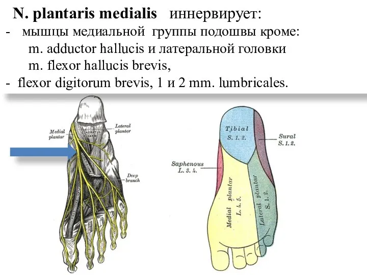 N. plantaris medialis иннервирует: мышцы медиальной группы подошвы кроме: m. adductor hallucis