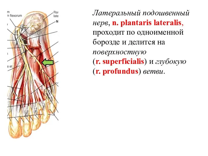 Латеральный подошвенный нерв, n. plantaris lateralis, проходит по одноименной борозде и делится