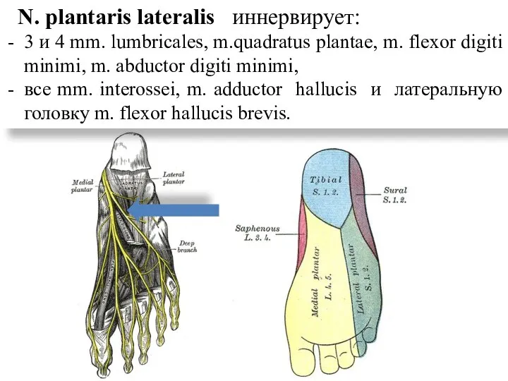 N. plantaris lateralis иннервирует: 3 и 4 mm. lumbricales, m.quadratus plantae, m.