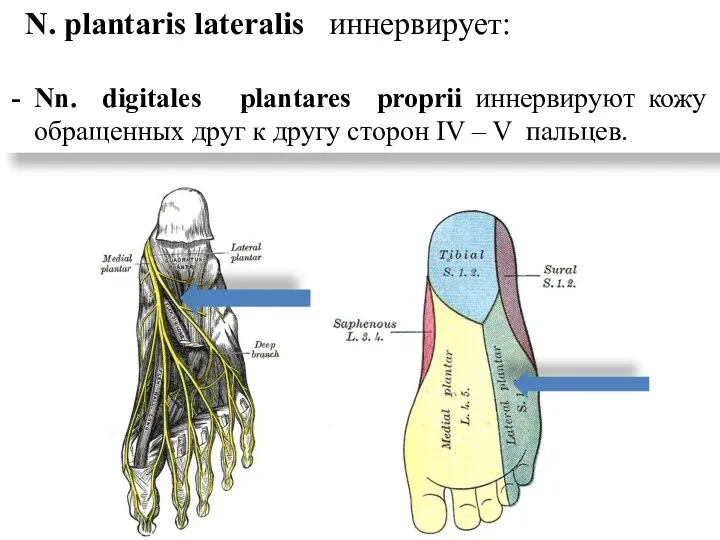 N. plantaris lateralis иннервирует: Nn. digitales plantares proprii иннервируют кожу обращенных друг