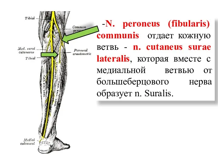 -N. peroneus (fibularis) communis отдает кожную ветвь - n. cutaneus surae lateralis,