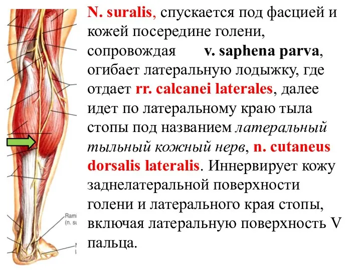 N. suralis, спускается под фасцией и кожей посередине голени, сопровождая v. saphena