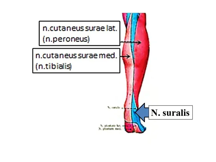 N. suralis