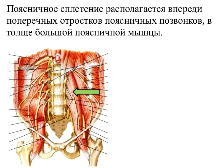 Поясничное сплетение располагается впереди поперечных отростков поясничных позвонков, в толще большой поясничной мышцы.