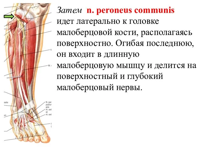 Затем n. peroneus communis идет латерально к головке малоберцовой кости, располагаясь поверхностно.