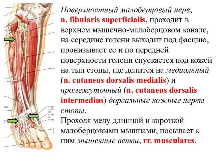 Поверхностный малоберцовый нерв, n. fibularis superficialis, проходит в верхнем мышечно-малоберцовом канале, на