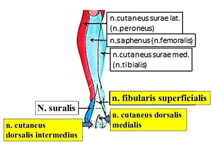 N. suralis n. fibularis superficialis n. cutaneus dorsalis medialis n. cutaneus dorsalis intermedius