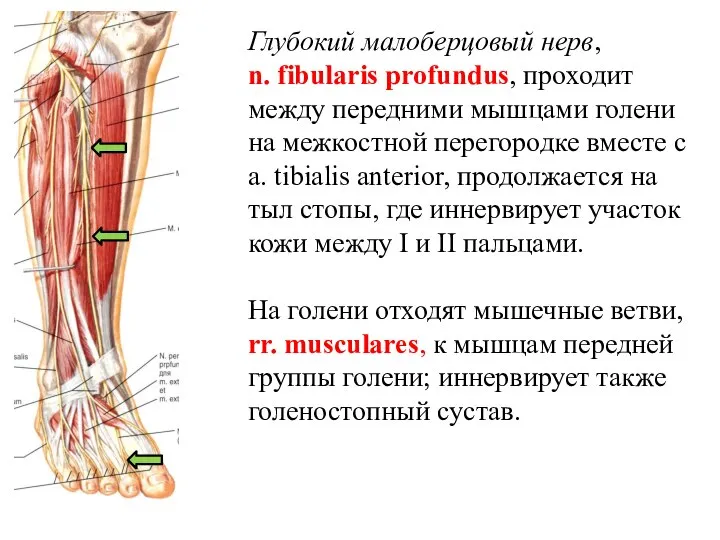 Глубокий малоберцовый нерв, n. fibularis profundus, проходит между передними мышцами голени на