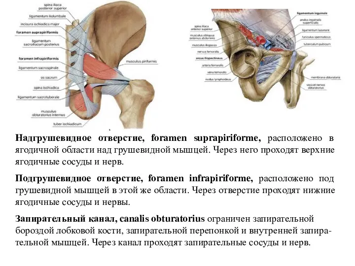 Надгрушевидное отверстие, foramen suprapirifоrme, расположено в ягодичной области над грушевидной мышцей. Через