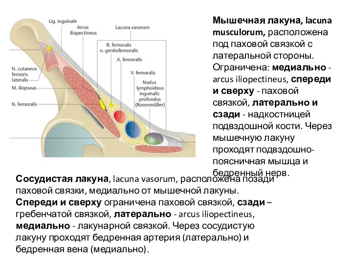 Мышечная лакуна, lacuna musculorum, расположена под паховой связкой с латеральной стороны. Ограничена: