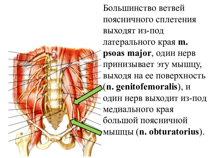 Большинство ветвей поясничного сплетения выходят из-под латерального края m. psoas major, один