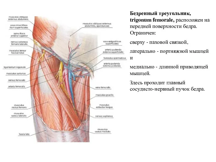 Бедренный треугольник, trigonum femorale, расположен на передней поверхности бедра. Ограничен: сверху -