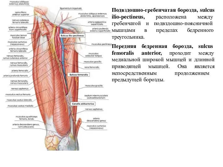 Подвздошно-гребенчатая борозда, sulcus ilio-pectineus, расположена между гребенчатой и подвздошно-поясничной мышцами в пределах