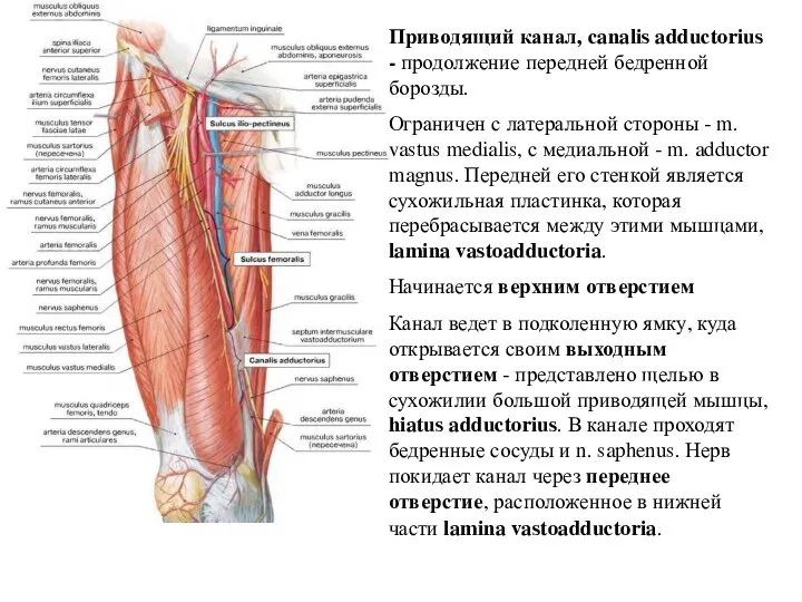 Приводящий канал, canalis adductorius - продолжение передней бедренной борозды. Ограничен с латеральной