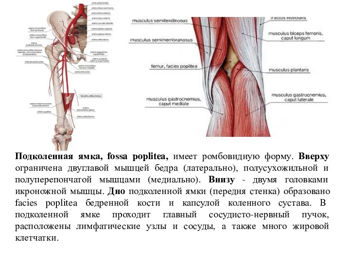 Подколенная ямка, fossa poplitea, имеет ромбовидную форму. Вверху ограничена двуглавой мышцей бедра