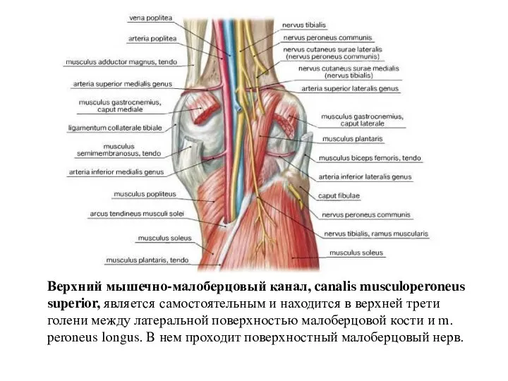 Верхний мышечно-малоберцовый канал, canalis musculoperoneus superior, является самостоятельным и находится в верхней