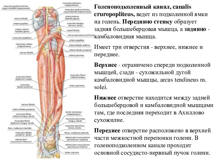 Голеноподколенный канал, canalis cruropopliteus, ведет из подколенной ямки на голень. Переднюю стенку